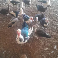 ۱۵ عدد اردک خارجی