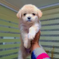 مالتیپو مینیاتوری