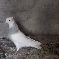 کفتر ماده طوقی یخی نسل درست کاکل میخ|پرنده|قائن, |دیوار