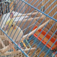 عروس هلندی جوان