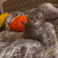 مجموعه گربه در تمامی نژاد ها MeowHop|گربه|کرمان, |دیوار