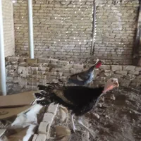 بوقلمون وخروس