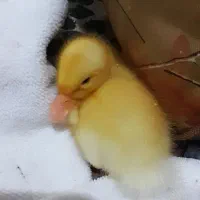 یک عدد جوجه اردک