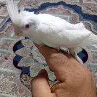 جوجه عروس هلندی