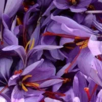 زغفران درجه یک