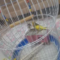 مرغ عشق  نرو ماده