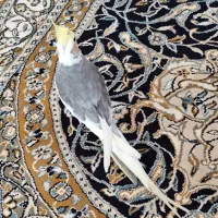 عروس هلندی نر مست سخنگو|پرنده|تهران, ازگل|دیوار