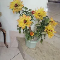 گل قدیمی