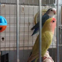 دو جفت طوطی برزیلی مولد