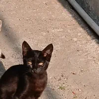 سلام بچه گربه ها و گربه ها رایگان واگذار میشه|گربه|رشت, حمیدیان|دیوار