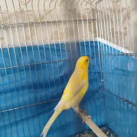 دوتا قناری نر مست|پرنده|شیراز, مسلم|دیوار