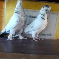 کفتر اصیل کاشون