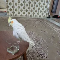 عروس هلندی نر|پرنده|مشهد, عبادی|دیوار