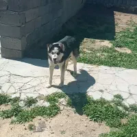 هاسگی