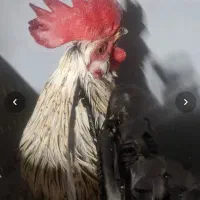 خروس
