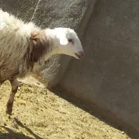 بره شیری پلنگی