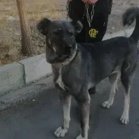 ماده سگ سراب یک ساله