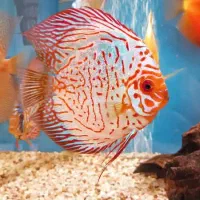 ماهی دیسکس سرحال