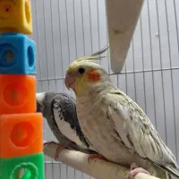 عروس هلندی نر ۴ ماهه