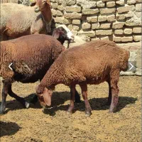 فروش گوسفند بره و میش