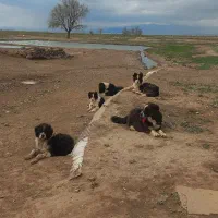 سگه سیاه پنج عدد فروشی