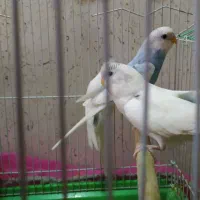 مرغ عشق دو تا نر و یک ماده