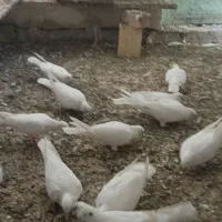 کبوتر پتی والا|پرنده|کنارک, |دیوار