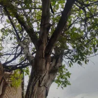 برش انواع چوب با قیمت مناسب