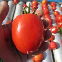 کمک به گورجه