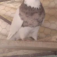 کبوتر طوقی نر