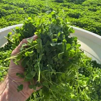 فروش ترش واش یا بویا