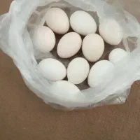 ۱۱ عدد تخم محلی خوراکی موجوده هست