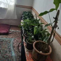 گل های سالم وزیبا|گل و گیاه طبیعی|رامجین, |دیوار