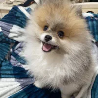 پامر عروسکی