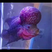 فلاور کامفا فوق العاده