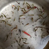 آکواریوم و ماهی گوپی|ماهی|کرمانشاه, |دیوار