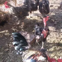 مرغ وخروس محلی