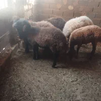پنج عدد بره نر جمعی سبک به فروش می رسد