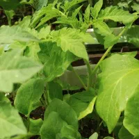 نشا گوجه بادمجان