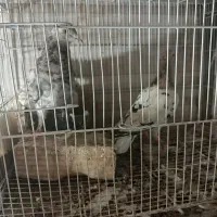 حیون جفت گاه