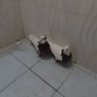 جفت طوق سرخ وطوق هفت رنگ