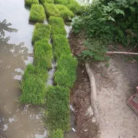 فروش توم باکسی هاشمی