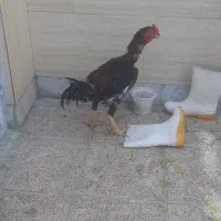 خروس و مرغ لاری