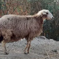1 عدد گوسفند ابستن  بره