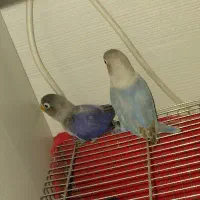 طوطی عروس هلندی و برزیلی|پرنده|ری, شهرری|دیوار