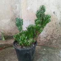 کاکتوس صخره ای|گل و گیاه طبیعی|رشت, حمیدیان|دیوار