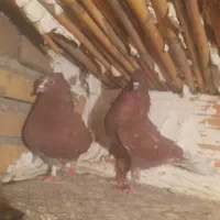 سلام عشق بازا میخام برم تهران کسی نیست