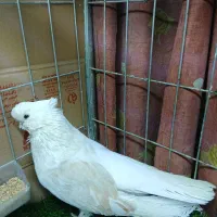 کبوترنوک ریز|پرنده|بوئین زهرا, |دیوار