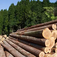 خرید چوب های باغی با بالاترین قیمت
