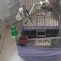 عروس زیبای هلندی